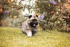 Keeshond Puppy