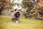 Keeshond Puppy