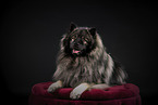 Keeshond