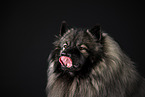 Keeshond