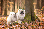 Keeshond