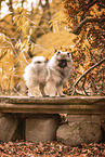 Keeshond
