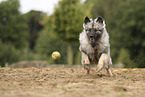 Keeshond
