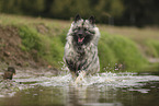 Keeshond