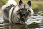 Keeshond