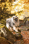 Keeshond