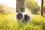 Keeshond