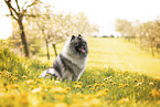 Keeshond