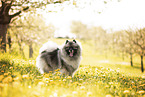 Keeshond