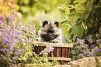 Keeshond puppy