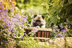 Keeshond puppy
