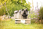 Keeshond puppy