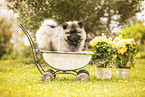 Keeshond puppy