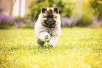 Keeshond puppy
