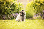 Keeshond puppy