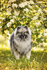 Keeshond