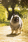 Keeshond