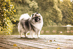 Keeshond