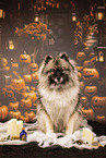 Keeshond