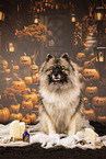 Keeshond