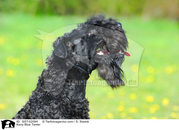 Kerry Blue Terrier / SST-02084