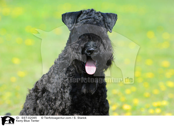 Kerry Blue Terrier / SST-02085