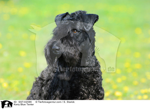 Kerry Blue Terrier / Kerry Blue Terrier / SST-02086