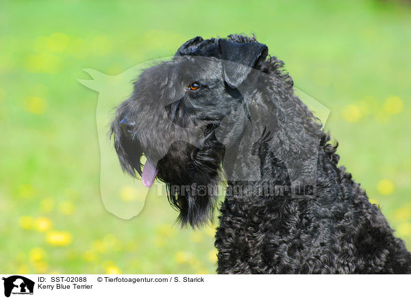 Kerry Blue Terrier / SST-02088