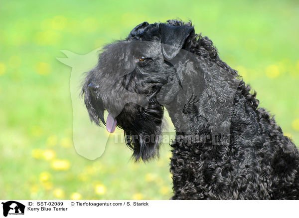 Kerry Blue Terrier / Kerry Blue Terrier / SST-02089