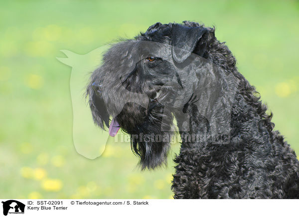 Kerry Blue Terrier / SST-02091