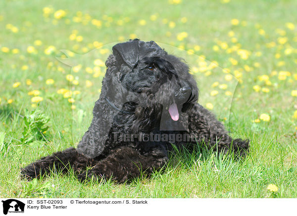 Kerry Blue Terrier / Kerry Blue Terrier / SST-02093
