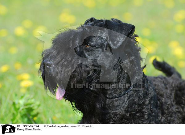 Kerry Blue Terrier / SST-02094