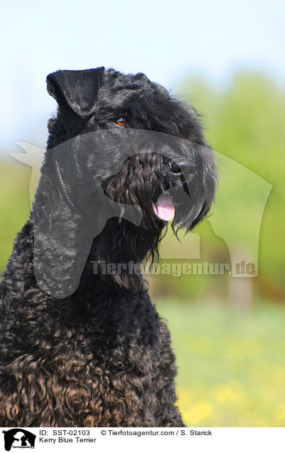 Kerry Blue Terrier / Kerry Blue Terrier / SST-02103