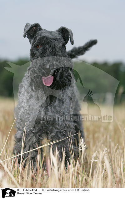 Kerry Blue Terrier / Kerry Blue Terrier / DJ-02434
