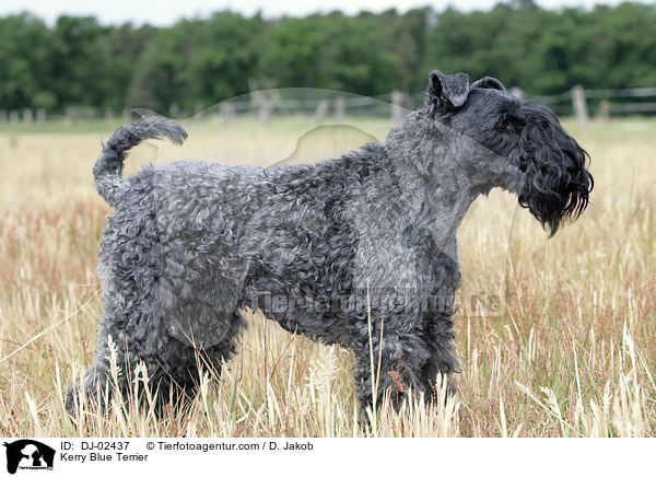 Kerry Blue Terrier / DJ-02437