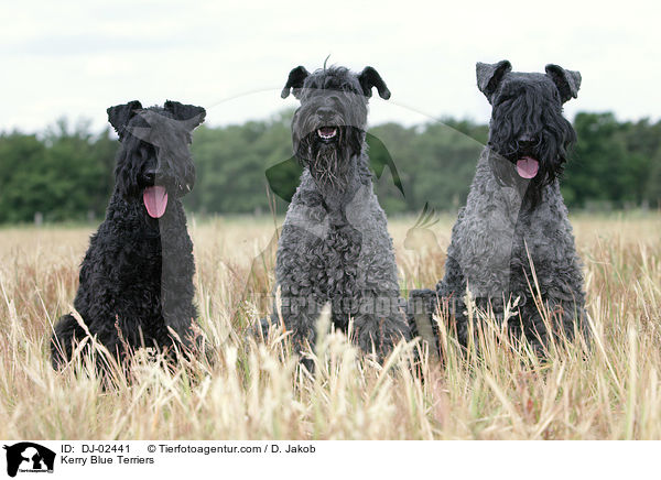 Kerry Blue Terriers / DJ-02441