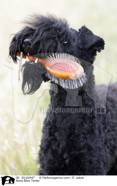 Kerry Blue Terrier / DJ-02447