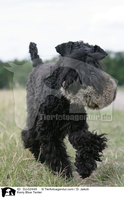 Kerry Blue Terrier / Kerry Blue Terrier / DJ-02449