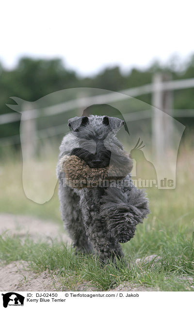 Kerry Blue Terrier / Kerry Blue Terrier / DJ-02450