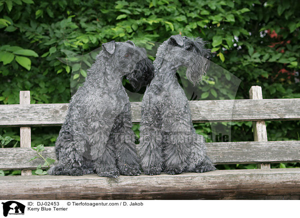 Kerry Blue Terrier / DJ-02453