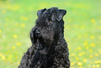 Kerry Blue Terrier