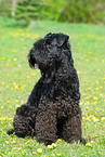 Kerry Blue Terrier