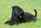 Kerry Blue Terrier