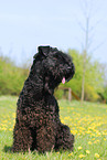 Kerry Blue Terrier