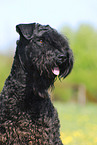 Kerry Blue Terrier