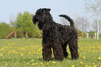 Kerry Blue Terrier