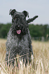 Kerry Blue Terrier