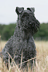 Kerry Blue Terrier