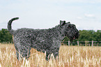 Kerry Blue Terrier