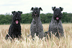 Kerry Blue Terriers